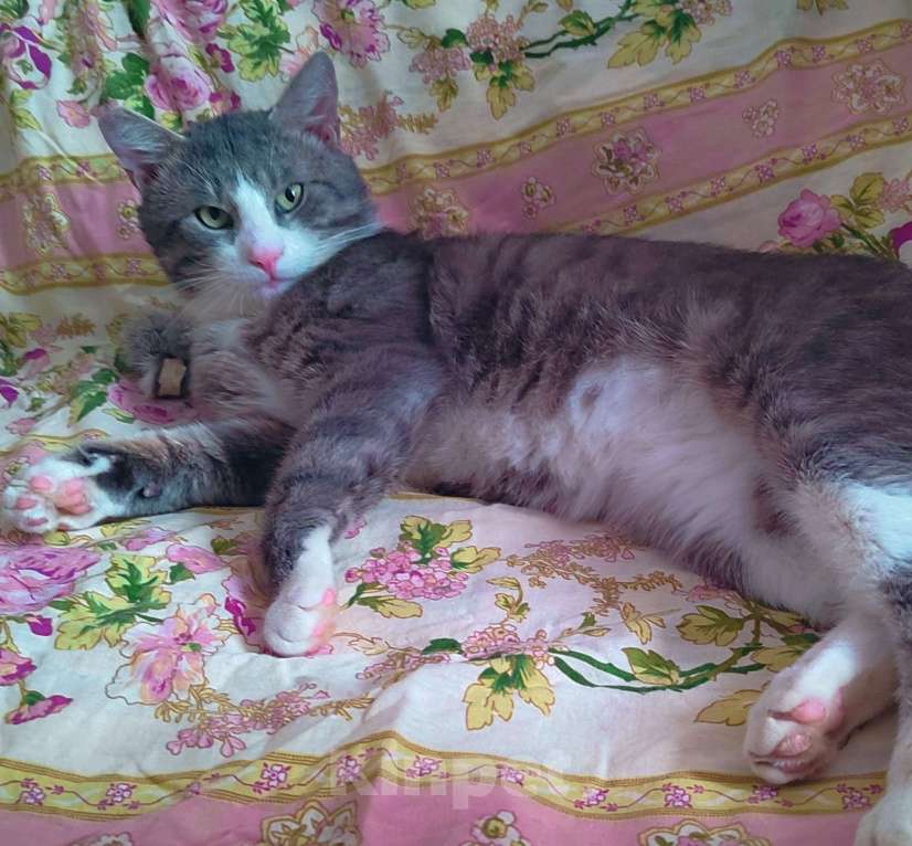 Кошки в Санкт-Петербурге: Абсолютно социализированный котик Феденька ищет родителей! Мальчик, Бесплатно - фото 6