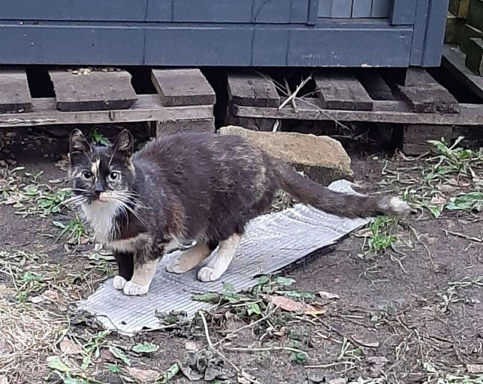 Кошки в Санкт-Петербурге: Молодая кошечка Люся ищет дои! Девочка, Бесплатно - фото 3