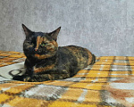 Кошки в Арамиле: Кошка 2,5 года  Девочка, Бесплатно - фото 1
