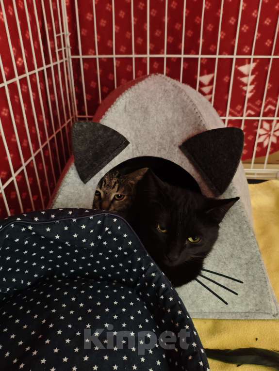 Кошки в Санкт-Петербурге: Срочно!!! Отдам в Добрые руки! Девочка, Бесплатно - фото 5