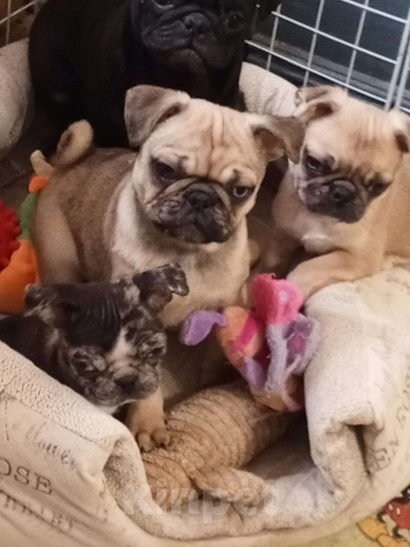 Собаки в Красногорске: Мальчики fawn merle Мальчик, 45 000 руб. - фото 2