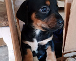 Собаки в Пятигорске: Щенок ягдтерьера Мальчик, 3 000 руб. - фото 1