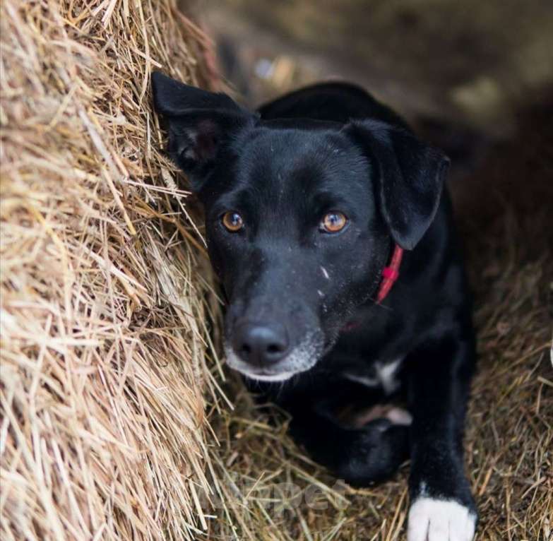 Собаки в Москве: Наоми Девочка, Бесплатно - фото 3
