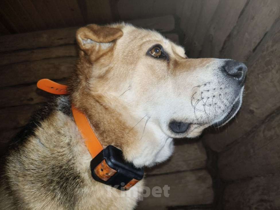 Собаки в других городах Ленинградской области: Пропал Тяпа. Мальчик, 5 000 руб. - фото 2