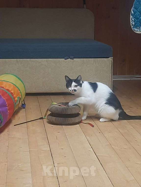 Кошки в Москве: Отдаю кошечку бесплатно Девочка, Бесплатно - фото 2