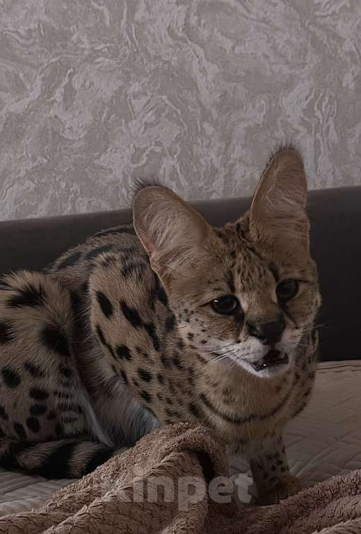 Кошки в Москве: Саванна ф1  Девочка, 110 000 руб. - фото 2