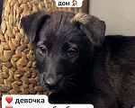 Собаки в Уфе: Щенок-девочка Девочка, Бесплатно - фото 2
