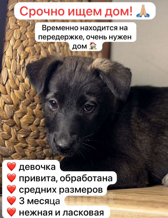 Собаки в Уфе: Щенок-девочка Девочка, Бесплатно - фото 2