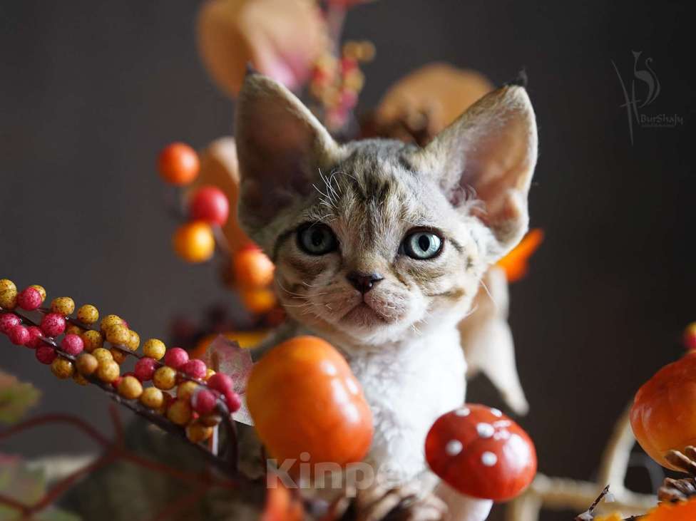 Кошки в Москве: Девон-рекс мальчик Мальчик, 60 000 руб. - фото 2