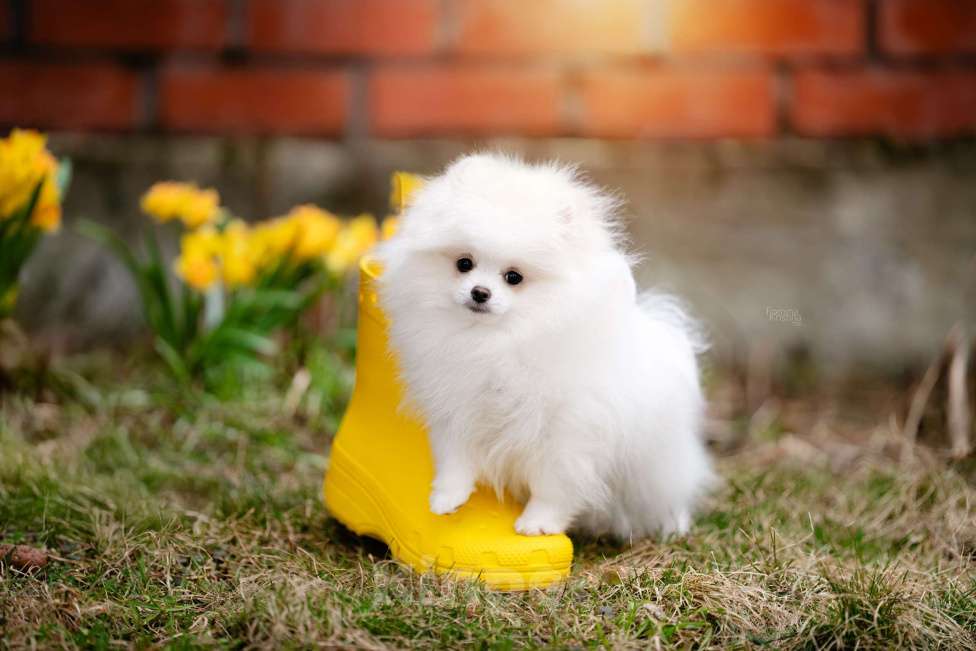 Собаки в Видном: Померанский шпиц Мальчик, 50 000 руб. - фото 5