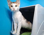 Кошки в Санкт-Петербурге: Очень нужен дом!! Котята 3 мес. Разнополые, Бесплатно - фото 6