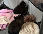 Кошки в Котельнике: Котик ищет дом Мальчик, Бесплатно - фото 2