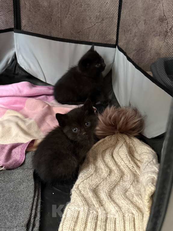 Кошки в Котельнике: Котик ищет дом Мальчик, Бесплатно - фото 2