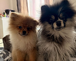 Собаки в других городах Московской области: Щенки померанского шпица Разнополые, Бесплатно - фото 3