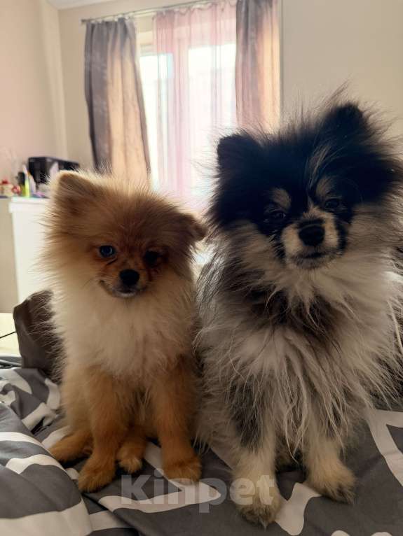 Собаки в других городах Московской области: Щенки померанского шпица Разнополые, Бесплатно - фото 3