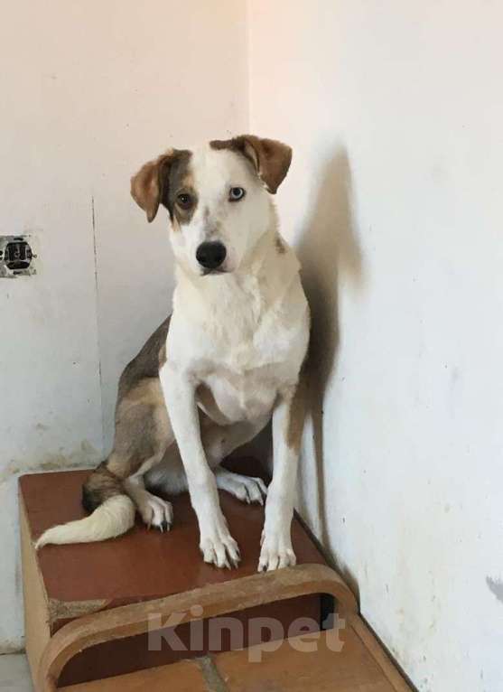 Собаки в Котельнике: Мальчик с разноцветными глазами и очень трудной судьбой! Мальчик, Бесплатно - фото 2