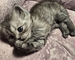 Кошки в Санкт-Петербурге: Британские длинношерстные котята Девочка, 15 000 руб. - фото 2