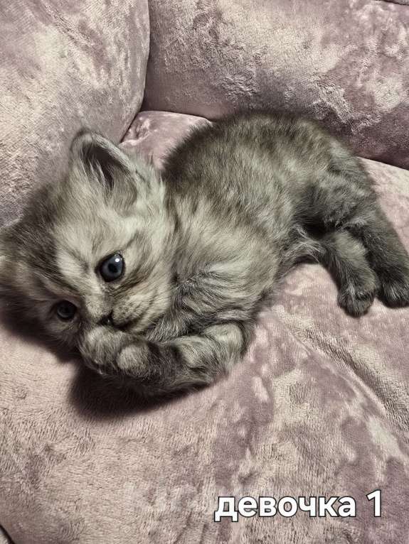 Кошки в Санкт-Петербурге: Британские длинношерстные котята Девочка, 15 000 руб. - фото 2