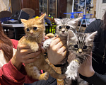 Кошки в Подольске: Котята в добрые руки Разнополые, Бесплатно - фото 1