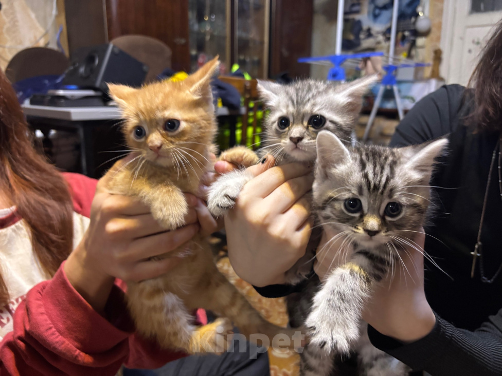 Кошки в Подольске: Котята в добрые руки Разнополые, Бесплатно - фото 1