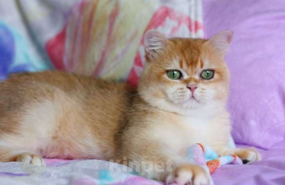 Кошки в Москве: Молодой британский котик Мальчик, 5 000 руб. - фото 1
