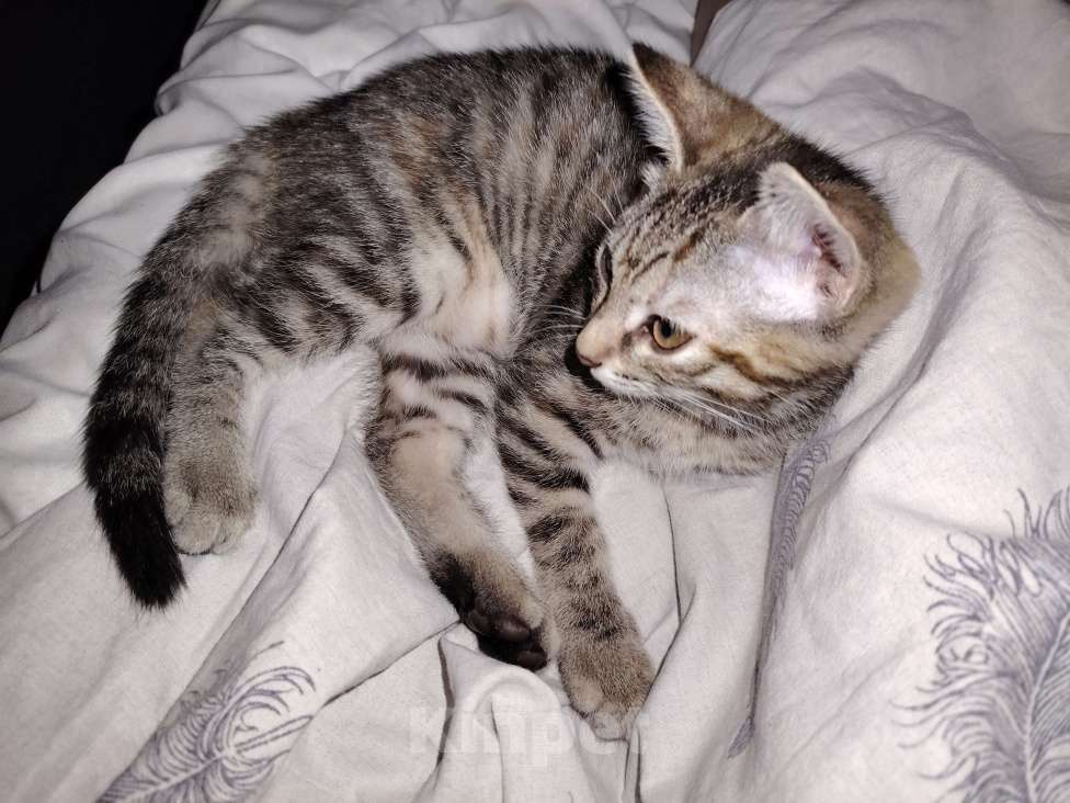 Кошки в Перми: Котенок ищет дом  Девочка, Бесплатно - фото 2