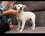 Собаки в Москве: Крошечка щенок Лялечка в добрые руки Девочка, Бесплатно - фото 2