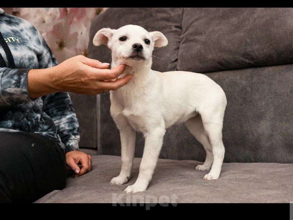 Собаки в Москве: Крошечка щенок Лялечка в добрые руки Девочка, Бесплатно - фото 2