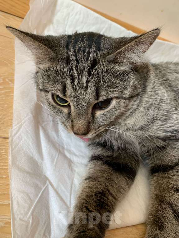 Кошки в Москве: Отдам Малышку в добрые руки Девочка, Бесплатно - фото 2