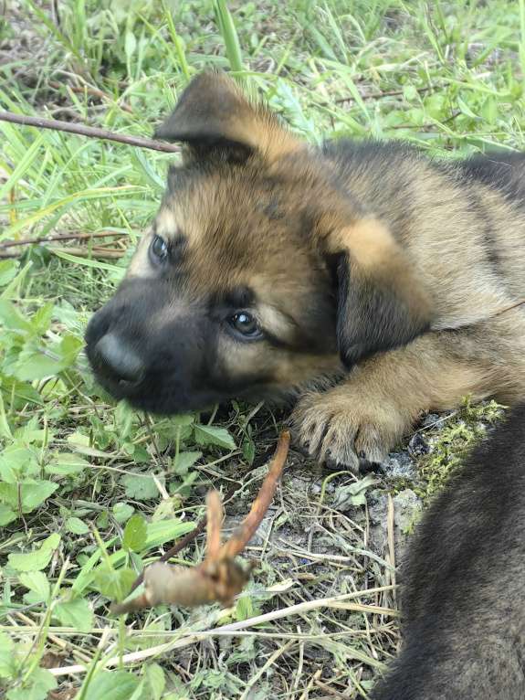 Собаки в Санкт-Петербурге: Щенки немецкой овчарки из питомника "С Путиловой Горы" Девочка, 80 000 руб. - фото 5