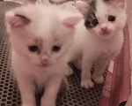 Кошки в Ижевске: Котенок Карамелька и её сестренки Девочка, Бесплатно - фото 1