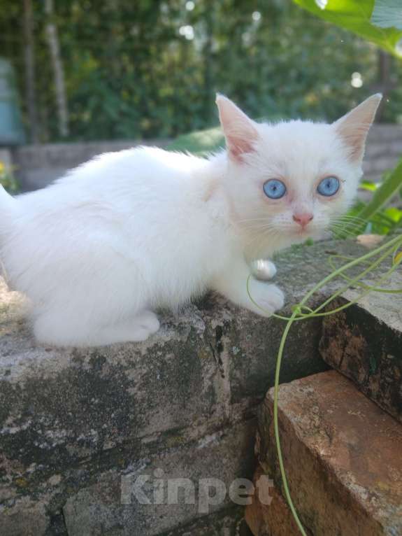 Кошки в Киржаче: Мимишки Девочка, 10 руб. - фото 5