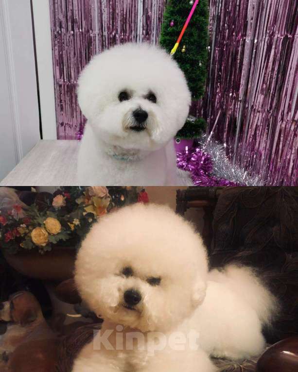 Собаки в Ростове-на-Дону: Продам девочку Бишон Фризе Девочка, Бесплатно - фото 2