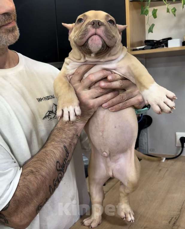 Собаки в Кирове: Американские булли Разнополые, 100 000 руб. - фото 6