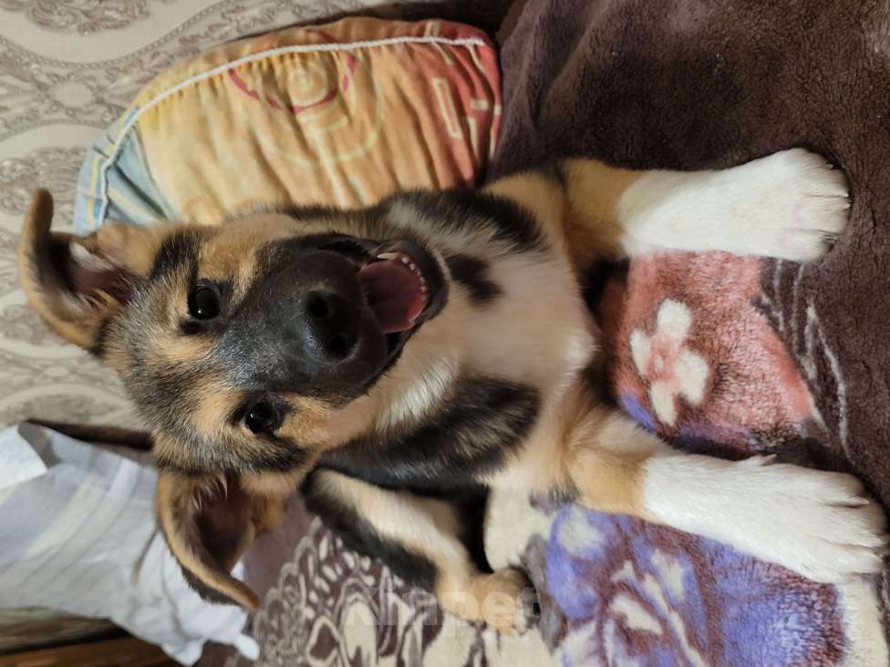 Собаки в Санкт-Петербурге: Щенок девочка в добрые руки! Девочка, Бесплатно - фото 7