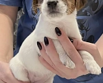 Собаки в Москве: Джек Рассел терьер Мальчик, 25 000 руб. - фото 2
