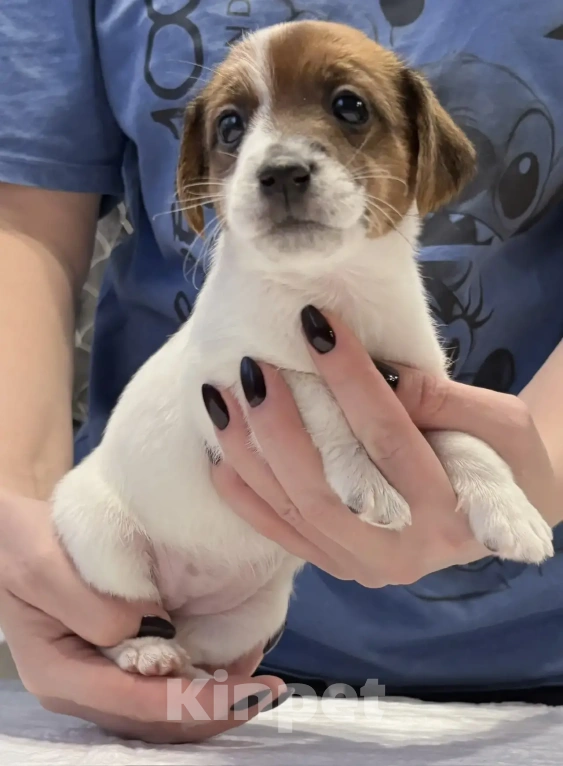 Собаки в Москве: Джек Рассел терьер Мальчик, 25 000 руб. - фото 2