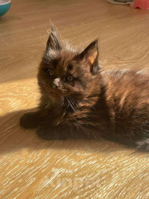 Кошки в Москве: Эшли Мальчик, 85 000 руб. - фото 2