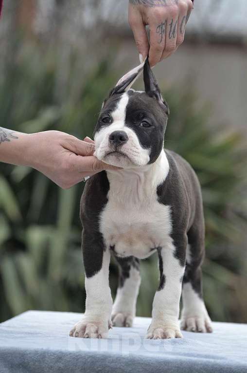 Собаки в Краснодаре: Кобель ам стаффа РКФ Мальчик, 80 000 руб. - фото 4