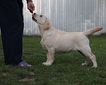 Собаки в Калуге: Палевая сука Девочка, Бесплатно - фото 3