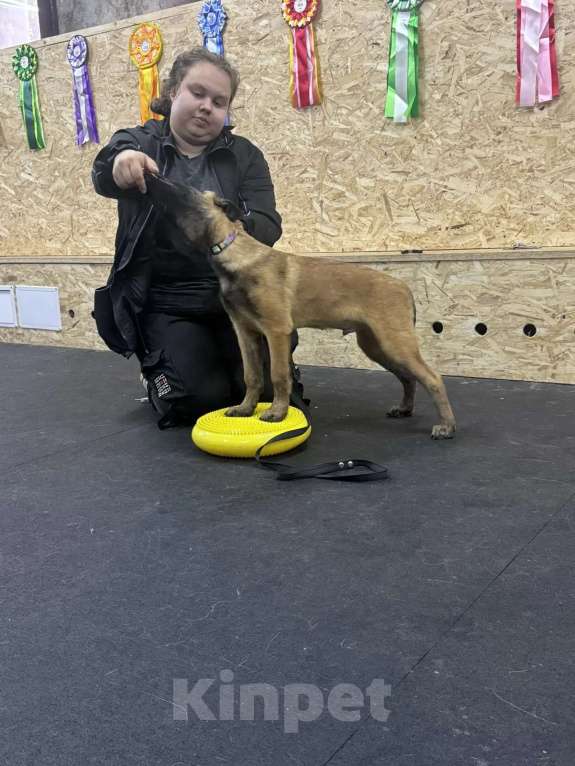 Собаки в других городах Московской области: Парнишка малинуа Мальчик, 60 000 руб. - фото 2