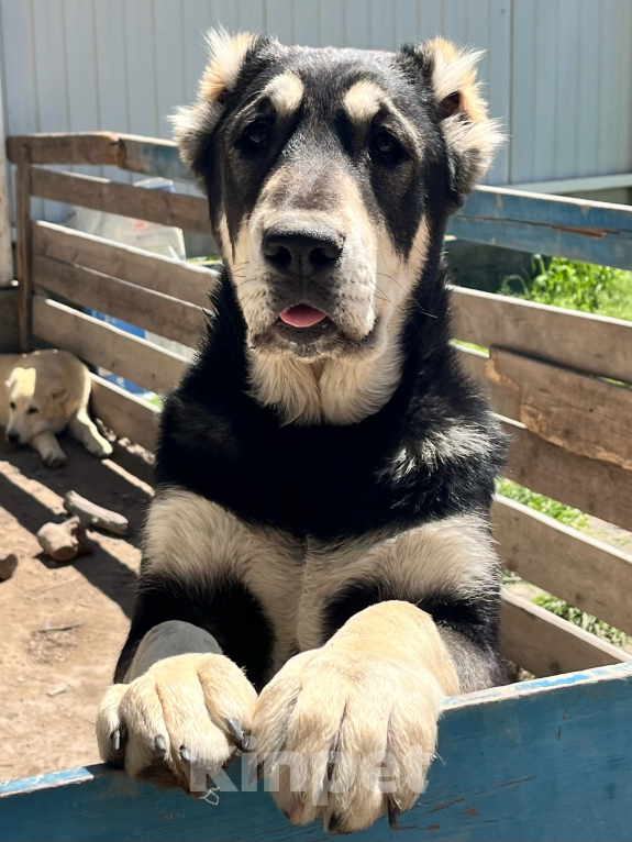Собаки в Москве: Девочка среднеазиатской овчарки Девочка, 60 000 руб. - фото 3