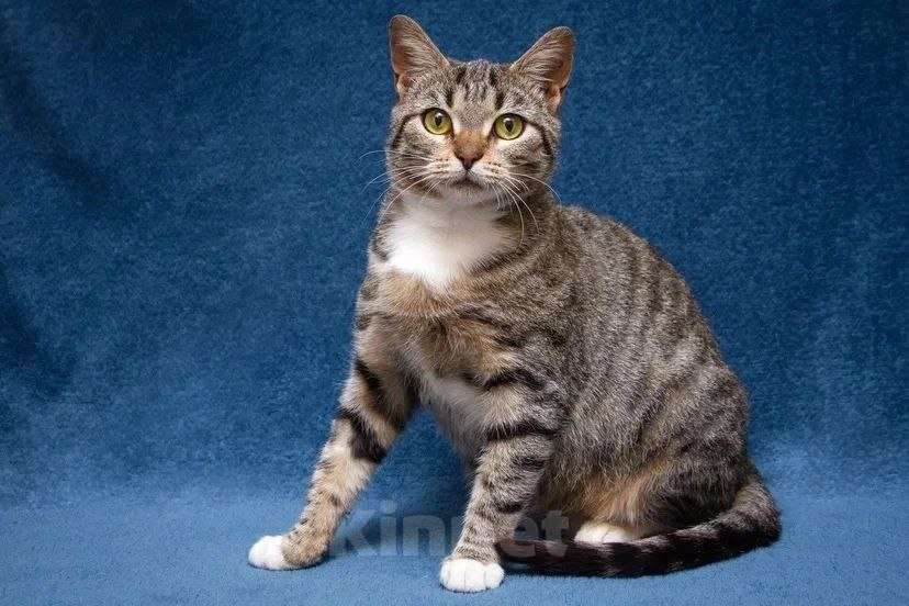 Кошки в Москве: Хвостатый источник позитива: Мирра ждет тебя Девочка, Бесплатно - фото 10