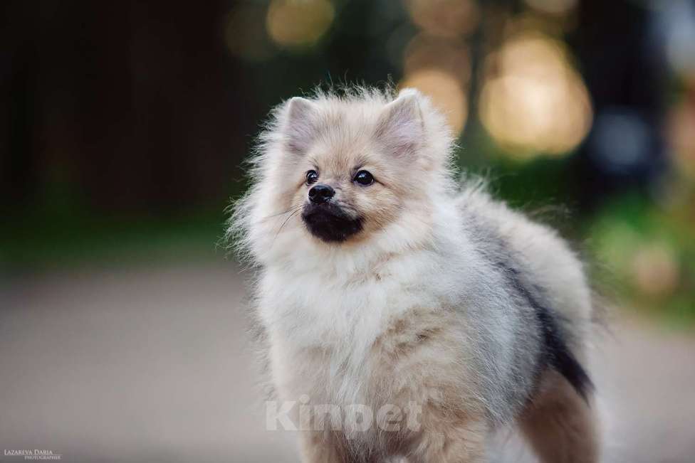 Собаки в Москве: Щенки  шпица (малого) Мальчик, 50 000 руб. - фото 4
