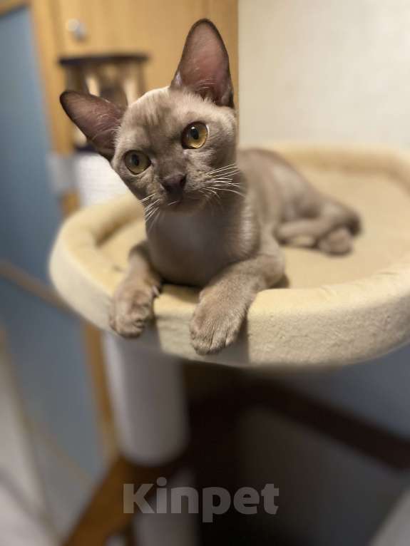 Кошки в Нижнем Новгороде: Бурманские котята Разнополые, 35 000 руб. - фото 4