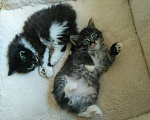 Кошки в Теберде: Кот ищет кошечку, кот на вязку, Бесплатно - фото 3