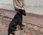 Собаки в Таганроге: Отдам собаку в добрые руки Мальчик, Бесплатно - фото 4