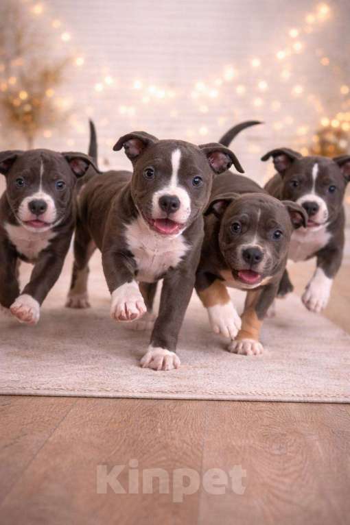 Собаки в Челябинске: Щенки Американского булли  Мальчик, 80 000 руб. - фото 3