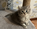 Кошки в Волгограде: Шотландская прямоухая кошечка Девочка, 3 000 руб. - фото 1