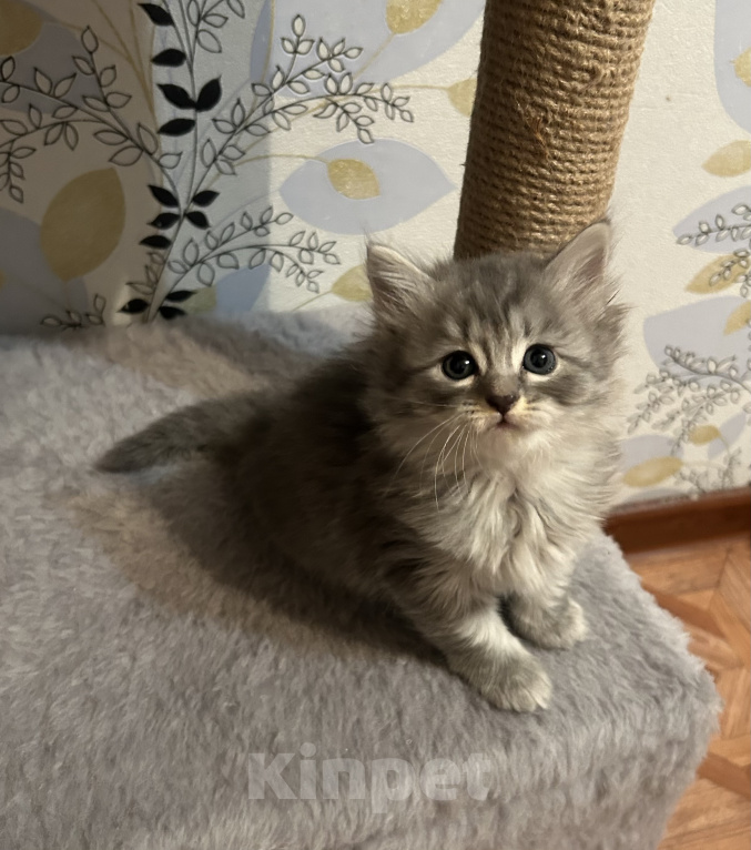 Кошки в Волгограде: Шотландская прямоухая кошечка Девочка, 3 000 руб. - фото 1